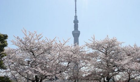 The new Skytree tower with Cherry Blossom taken by the Sumida River